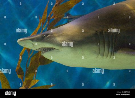 Nurse shark teeth hi-res stock photography and images - Alamy