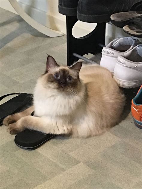 Chocolate Point Female Ragdoll Cat