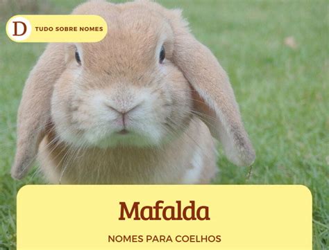 Nomes para coelhos de estimação: 103 opções para fêmeas e machos ...