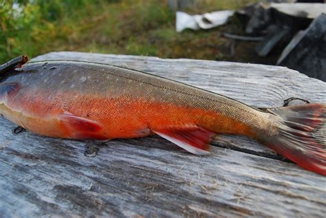 Girjas sameby har rätt i sitt beslut om fiskekort FishEco