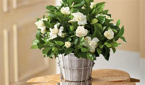 Домашний цветок гардения