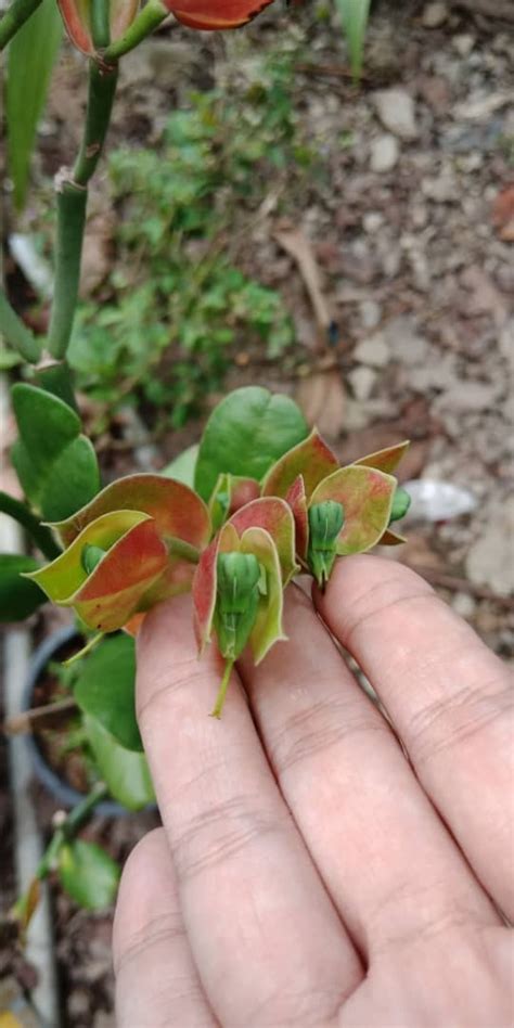 Pokok Burung Mesyuarat Nursery Bunga Online Ummi Zhariff Facebook