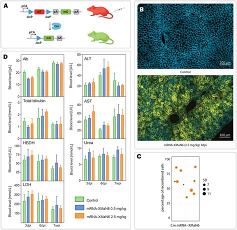 Functional Delivery Of Mrna By Xman Lnps In Vivo A Illustration Of A