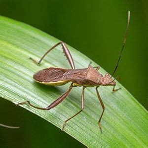 The Biodiversity Of Singapore Riptortus Linearis