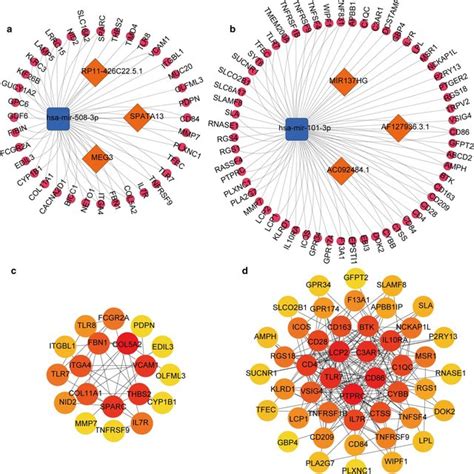 Construction Of CeRNA Interaction Network And PPI Network A B CeRNA