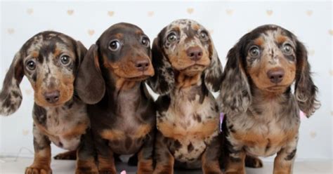 Mini Dachshund | PetGuide