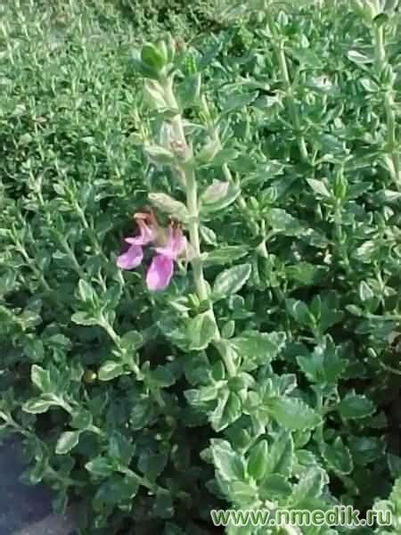 Дубровник обыкновенный - описание и лечебные свойства | nmedik.org