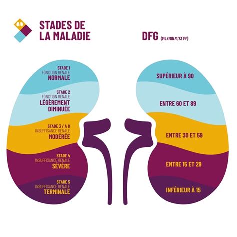 La maladie rénale chronique - Maux Croisés