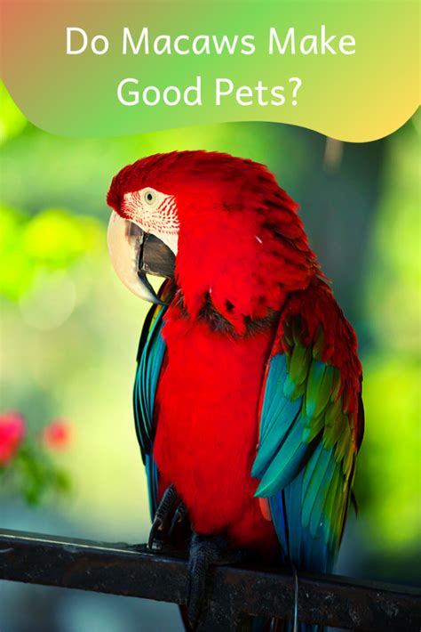 All You Need To Know About Macaws Parrots Petsium