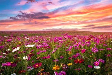 Beau Et Incroyable De Paysage De Champ De Fleurs Cosmos Au Coucher Du