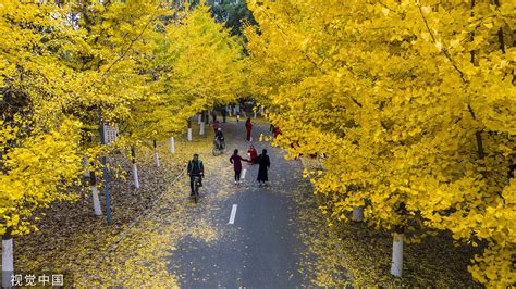 金秋有“杏”！全国银杏观赏图鉴 解锁黄金时刻 搜狐大视野 搜狐新闻