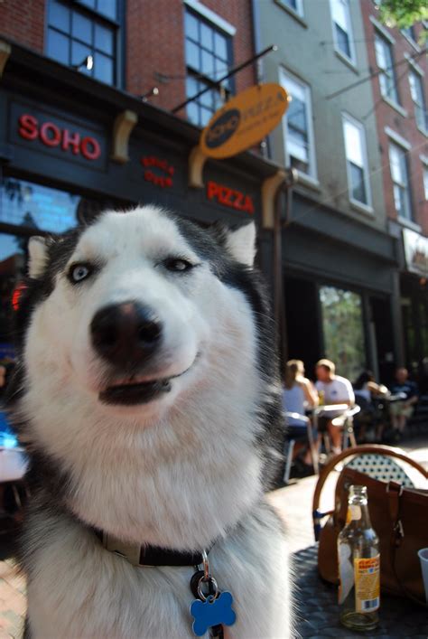 smirk   ur dog  drugs jasen miller flickr