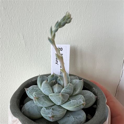 The Complete Crested Echeveria Moon Gad Plant Care Guide Water Light