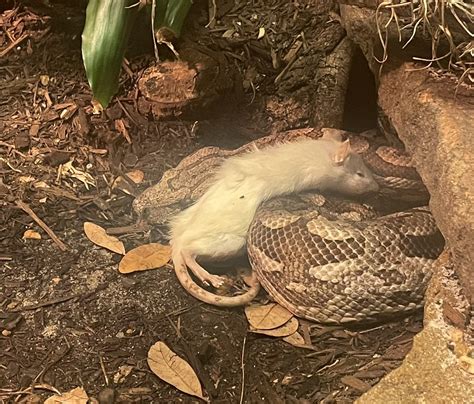 Gay Toad On Twitter Me N Who