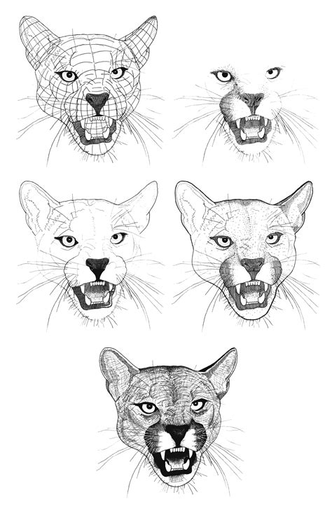 Cougar sketches