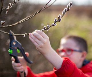 Pussy Willow Care Add A Touch Of Softness To Your Landscape