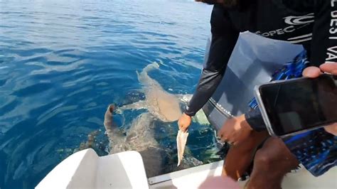 Nurse Shark Maldives Youtube