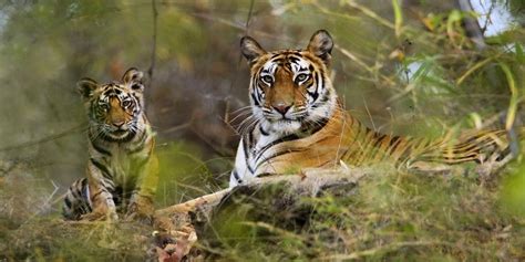 ASSAM WILDLIFE – Siddhiksha Tours & Travels