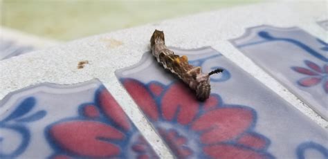 Who S This Horny Guy R Whatsthisbug