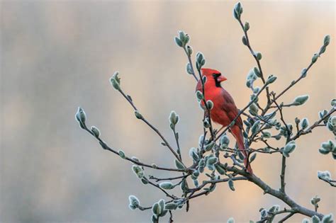 Salix Discolor Pussy Willow