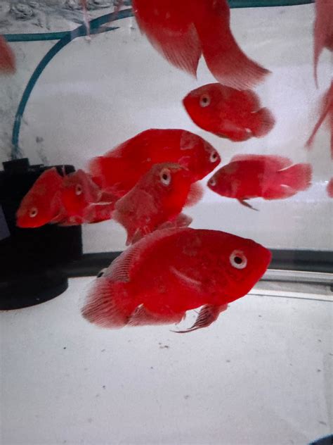 Albino Nemo Red Tiger Oscar Astronotus Ocellatus Monsteraquariumonline