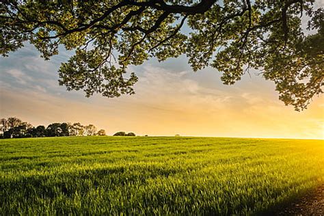 Hd Wallpaper Green Grass During Sunset Pathway Lonely Tree Dutch