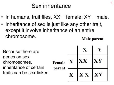 Ppt Sex Inheritance Powerpoint Presentation Free Download Id5156390