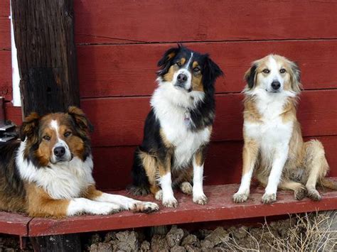 Engleski ovčar (38 fotografija): opis i karakteristike pasmine. Kako ...