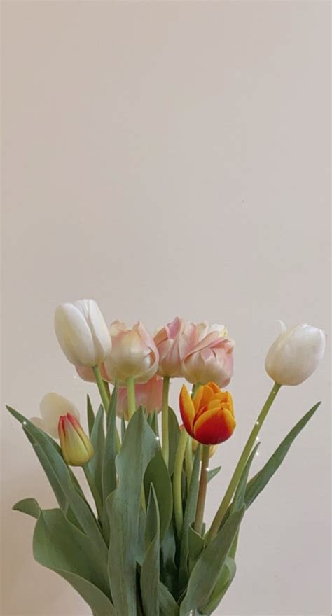 Elegant White Tulips