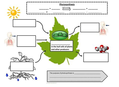 Photosynthesis Vs Cellular Respiration Worksheet