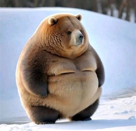Pin by trifecta1057 on i'm not drain | Funny fat animals, Fat animals