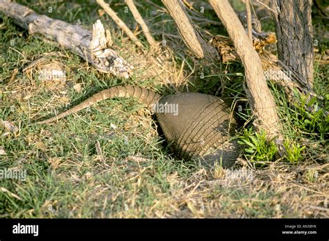 Armadillo burrow hi-res stock photography and images - Alamy