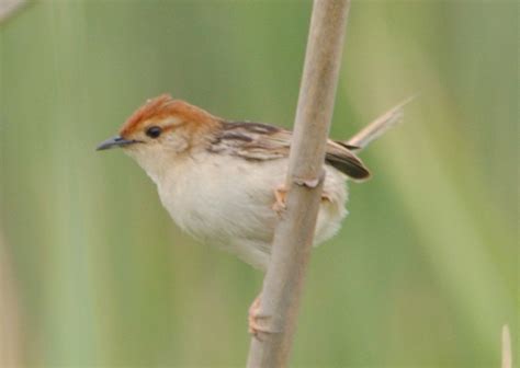 Tinkling Cisticola / Cisticola rufilatus photo call and song