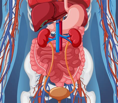 X-ray of human body with internal organs 7563185 Vector Art at Vecteezy