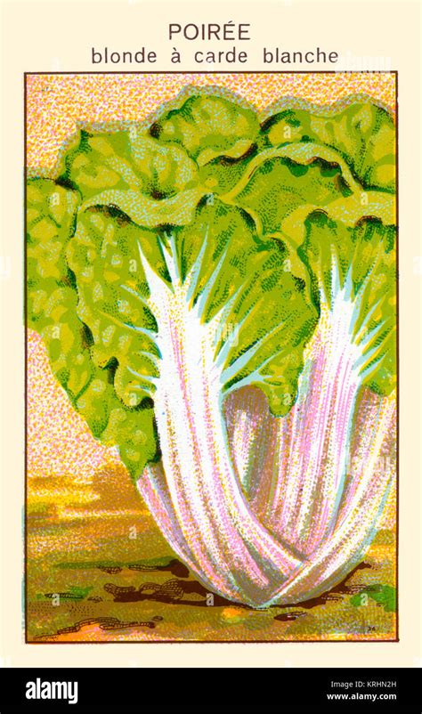 Poiree Blonde A Carde Blanche Stock Photo Alamy
