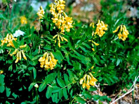 корни астрагала перепончатого