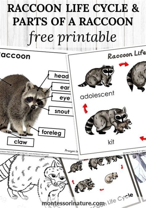 Raccoon Life Cycle And Parts Of A Raccoon Free Printable Montessori