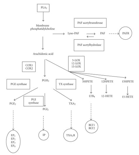 Simplified Representation Of The Pathways Involved In Eicosanoid And