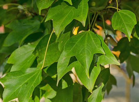 Клен Бюргера, трехраздельный семена купить недорого