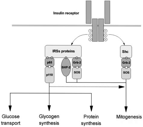 Jci Proteinprotein Interaction In Insulin Signaling And The