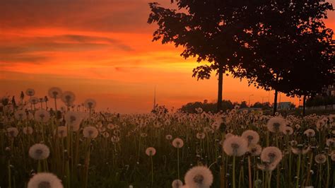 Dandelions Plants Trees Field Hd Flowers Wallpapers Hd Wallpapers