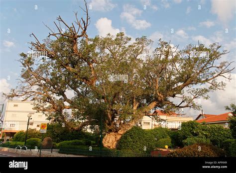 Sycamore Fig Tree Mulberry Fig Banque De Photographies Et Dimages