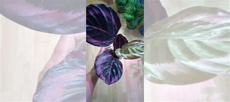 Калатея Дотти купить в Москве | Товары для дома и дачи | Авито