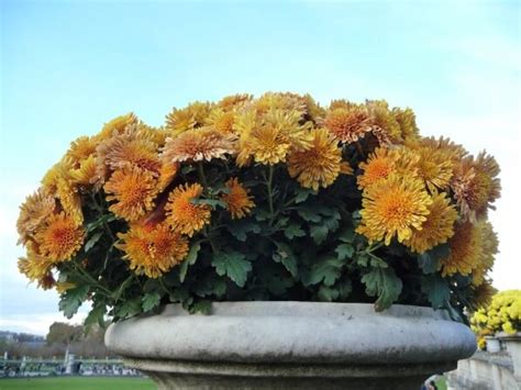 Le jardin du Luxembourg en habit de chrysanthèmes Paris côté jardin