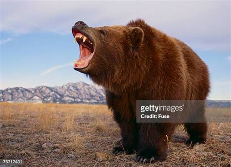 Brown Bear Roar Photos and Premium High Res Pictures - Getty Images