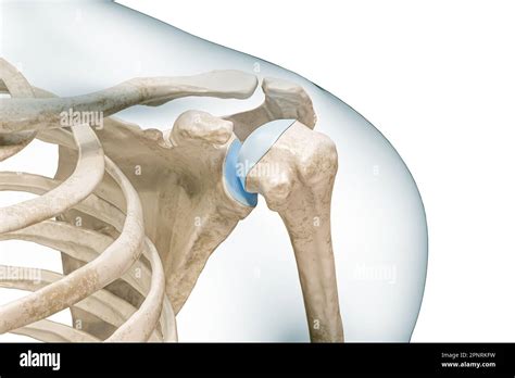 Shoulder or glenohumeral joint close-up 3D rendering illustration ...