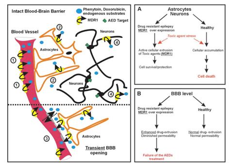 Model Of The Proposed Role Of Cell Specific MDR1 Expression In