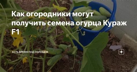 Как огородники могут получить семена огурца Кураж F1 | Есть время под ...