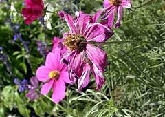 Removing Cosmos Flowers