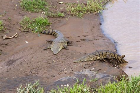 Explore The Crocodile Bridge Costa Rica At Rio Tarcoles